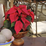 cuidados y recomendaciones sobre pascueros