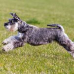 ¿Cómo educar a tu Schnauzer Mini?